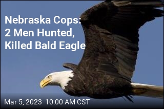 Nebraska Cops: 2 Men Hunted, Killed Bald Eagle