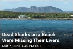 Dead Sharks on a Beach Were Missing Their Livers
