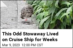 Cruise Ship&#39;s Unexpected Guest: a Freeloading Owl
