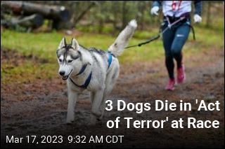 3 Dogs Die in &#39;Act of Terror&#39; at Race