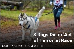 3 Dogs Die in &#39;Act of Terror&#39; at Race