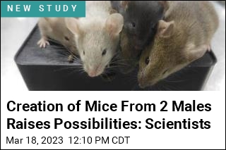 In a First, Scientists Create Mice With Cells From 2 Males