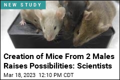 In a First, Scientists Create Mice With Cells From 2 Males