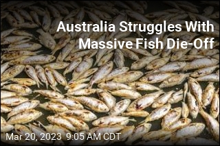 Australia&#39;s Rotting Problem: Millions of Dead Fish