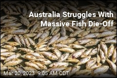 Australia&#39;s Rotting Problem: Millions of Dead Fish
