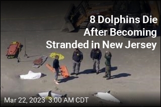 8 Dolphins Die After Becoming Stranded in New Jersey