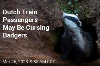 Dutch Train Passengers May Be Cursing Badgers