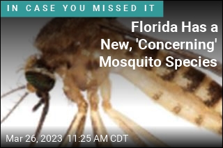 Invasive New Mosquito Species Is Spreading in Florida