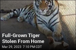 Somebody Stole a Tiger From a Home in Mexico