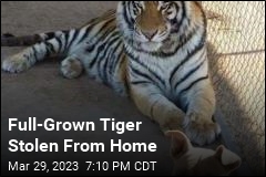 Somebody Stole a Tiger From a Home in Mexico