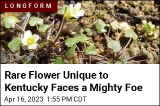 Rare Flower Unique to Kentucky Faces a Mighty Foe