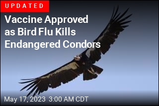 Bird Flu Kills Several California Condors