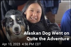 Alaskan Dog Went on 166-Mile Adventure