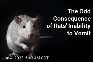 The Odd Consequence of Rats&#39; Inability to Vomit