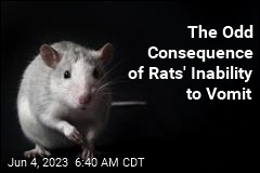 The Odd Consequence of Rats&#39; Inability to Vomit