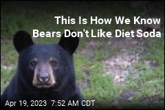Bear Breaks Into Car, Drinks 69 Cans of Soda