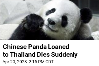 Chinese Panda Loaned to Thailand Dies Suddenly