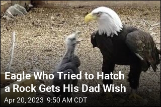 Eagle Who Tried to Hatch a Rock Gets His Dad Wish