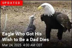 Eagle Who Tried to Hatch a Rock Gets His Dad Wish