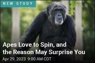 Apes Love to Spin, and the Reason May Surprise You