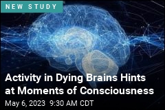 Activity in Dying Brains Hints at Moments of Consciousness