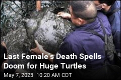 Last Female&#39;s Death Spells Doom for Huge Turtles