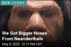 We Got Bigger Noses From Neanderthals