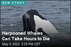 Harpooned Whales Can Take Hours to Die