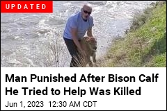 Man Tries to Help Bison Calf, Triggers Its Death Instead