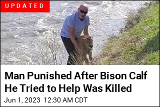 Man Tries to Help Bison Calf, Triggers Its Death Instead