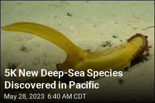 5K New Species Found in Deep-Sea Mining Zone