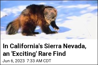 In California&#39;s Sierra Nevada, an &#39;Exciting&#39; Rare Find