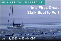 Orcas Disable Boat, Stalk It as It&#39;s Towed to Shore