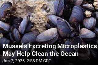 Mussels That Eat Microplastics Could Help Clean the Oceans