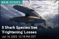 5 Shark Species Have Seen &#39;Jaw-Dropping&#39; Losses