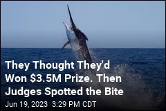 Shark Bite Costs Fishing Crew $3.5M Prize