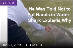 Fisherman Rinses Hands. Shark Teaches a Lesson