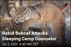 Rabid Bobcat Attacks Sleeping Camp Counselor