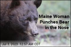 After Bear Chases Her Dog, Woman Punches It in Nose