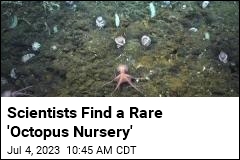 Scientists Find a Rare &#39;Octopus Nursery&#39;