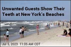 New York&#39;s Beaches Have Gotten a Little Sharky