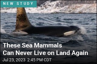 These Sea Mammals Can Never Live on Land Again