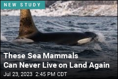 These Sea Mammals Can Never Live on Land Again
