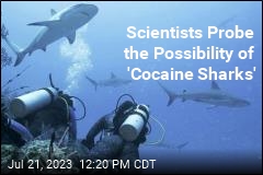 Scientists Probe the Possibility of &#39;Cocaine Sharks&#39;