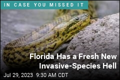 Florida Has a Fresh New Invasive Species Hell