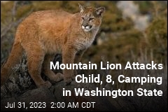Mountain Lion Attacks Child, 8, Camping in Washington State