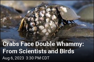 Crabs Face Double Whammy: From Scientists and Birds