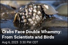 Crabs Face Double Whammy: From Scientists and Birds