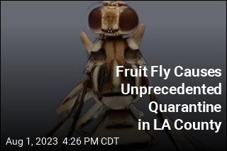 Fruit Fly Causes Unprecedented Quarantine in LA County