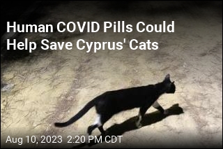 Cyprus to Give Its Sick Cats COVID Pills Made for Humans